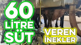 60 LİTRE SÜT VEREN İNEKLER #inek #süt #sütverimi #eşrefşekerli