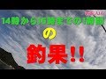 エギング☆アオリイカ １４時から１５時までの釣果！！