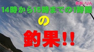 エギング☆アオリイカ １４時から１５時までの釣果！！