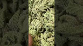 Kimono Green Pheno