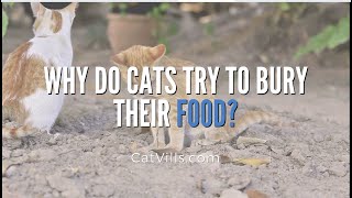 WHY DO CATS TRY TO BURY THEIR FOOD