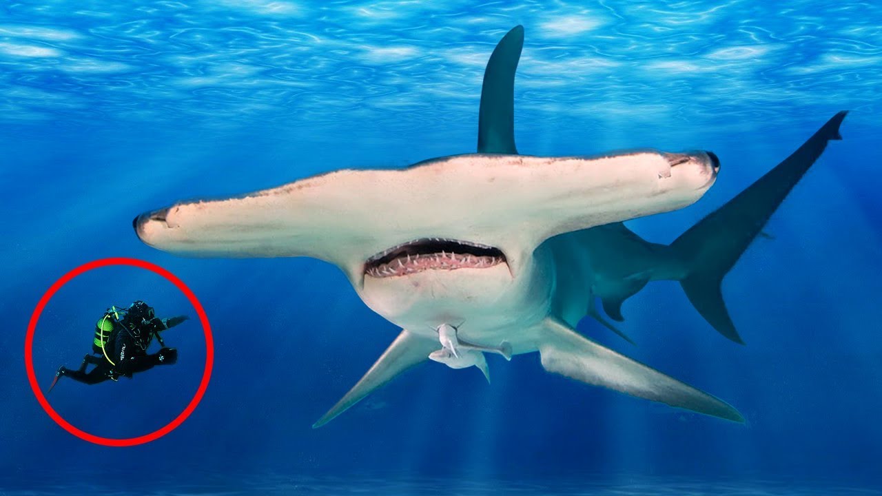 Discover The Magic Of Hammerhead Sharks And The Surprising Truth About
