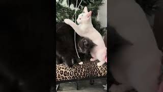 My cats climbing on my Christmas tree again 