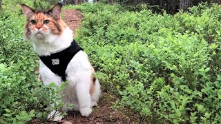Maine Coon Cat: The Most Mindful Cat you have Ever Seen by The Explorer Cat 8,041 views 2 years ago 2 minutes, 43 seconds