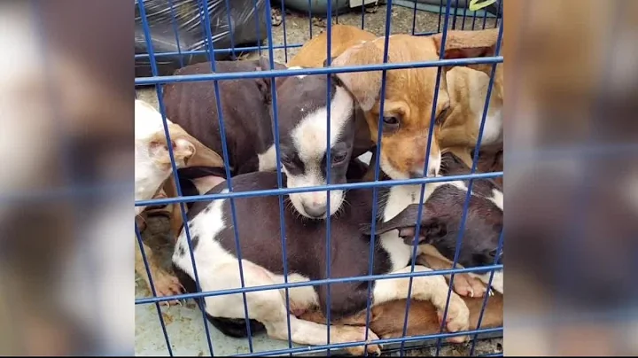 Box of puppies left alone in box for days in Detro...
