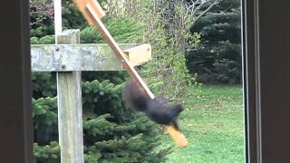 amazing squirrel windmill.