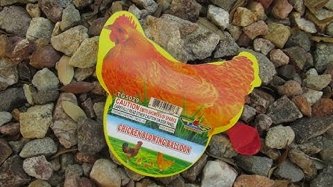 Topgun Fireworks - Chicken Blowing Balloon