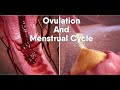 Ovulation and menstrual cycle often called periodmedical animationdandelionteam ovulation period