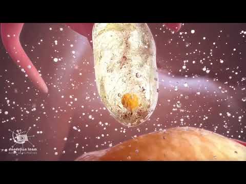 Ovulation And Menstrual Cycle Often Called Period Medical AnimationDandelionTeam