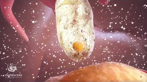 ovulation and menstrual cycle often called period|medical animationDandelionTeam #ovulation #period
