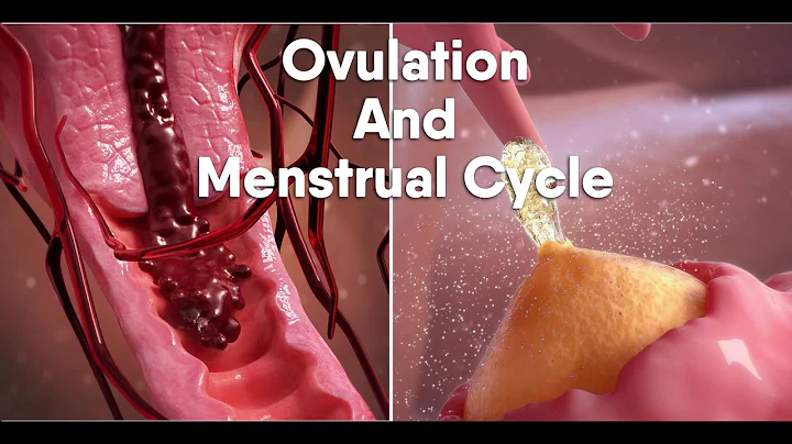ovulation and menstrual cycle often called period|medical animationDandelionTeam #ovulation #period - DayDayNews