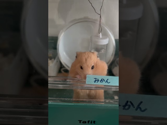 ごめんよみかんくんごはんはまだなんだ#anime #ハムスター #cute #pets #食いしん坊