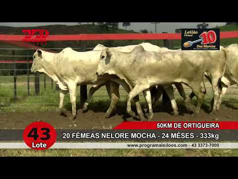 Lote 43