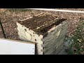 How to  avoid smashing bees