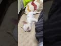Chihuahua terkejut dengan suara perut kembung Be amazed by the sound of a flatulence