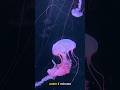 This Invisible Creature Can Kill You in 5 Minutes 😨 | Box Jellyfish #shorts #explore #trending