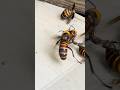 How can we protect Japanese honeybees from giant hornets?