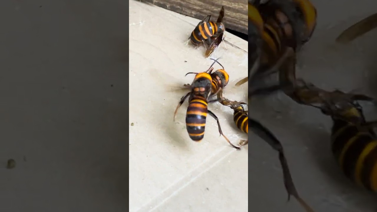 How can we protect Japanese honeybees from giant hornets?