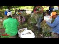 asi trabajamos en el campo ,cosecha de cacahuate