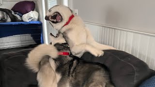 HUSKY Takes On Her Husky PACK 🐕🐕😱😱