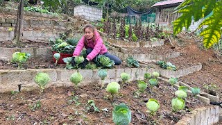 Harvesting Green Vegetables From Farm To Market Sell - Raise Pigs From Green Vegetables | Farm Life