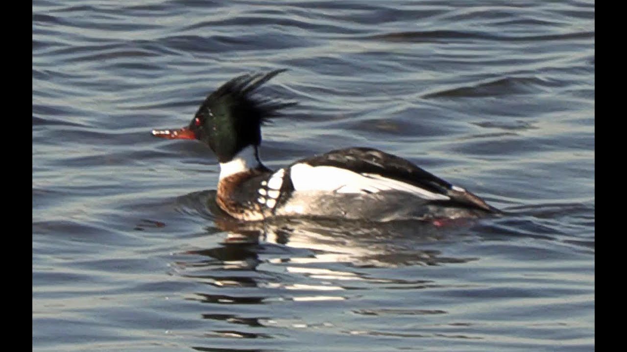 Red-breasted merganser duck 