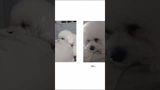 Pov: that one protective friend #bichonlove #bichonfrise #funnydog #funny #caninecomedy #funnypet