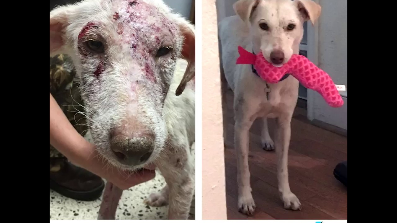 Después del devastador Huracán María, la vida le cambio a este perrito veganomics