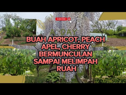 BUAH ANGGUR, CHERRY, APRICOT, APEL, PEACH BANYAK BGT NONGOL SEMUA DI KEBUN🇷🇴!BIKIN KALAP, LEBAH HEPI