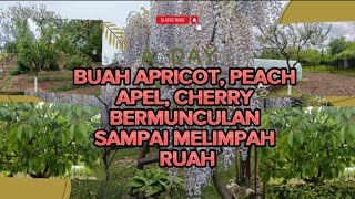 BUAH ANGGUR, CHERRY, APRICOT, APEL, PEACH BANYAK BGT NONGOL SEMUA DI KEBUN🇷🇴!BIKIN KALAP, LEBAH HEPI