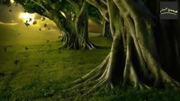 سورة ق للقارئ أنس عبد الستار