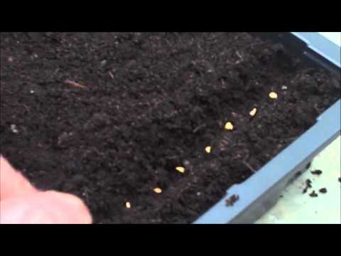 how-to-grow-chillies----sowing-chilli-seeds---by-greenhouse-sensation