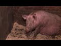 Как правильно содержать и разводить свиней? Советы ветеринара.