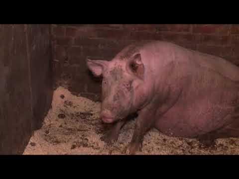 Уход за свиньями в разные сезоны года