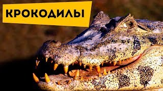 Наука для детей Животные | Крокодилы | Мир животных Хищники