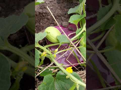 Video: Melonu Audzēšana Brīvā Dabā