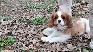 Vanilla, the Cavalier King Charles puppy, plays with a Border Collie puppy at the dog park
