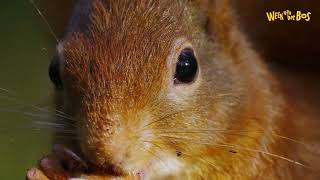 Week Van Het Bos - Onze Natuur Lager