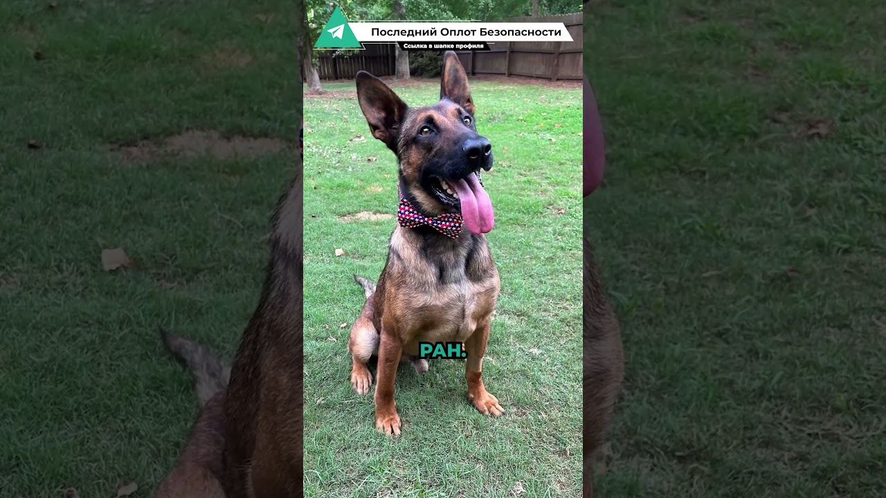 Как полицейские отомстили за убийство служебной собаки.