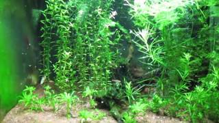 Acquario_20130725