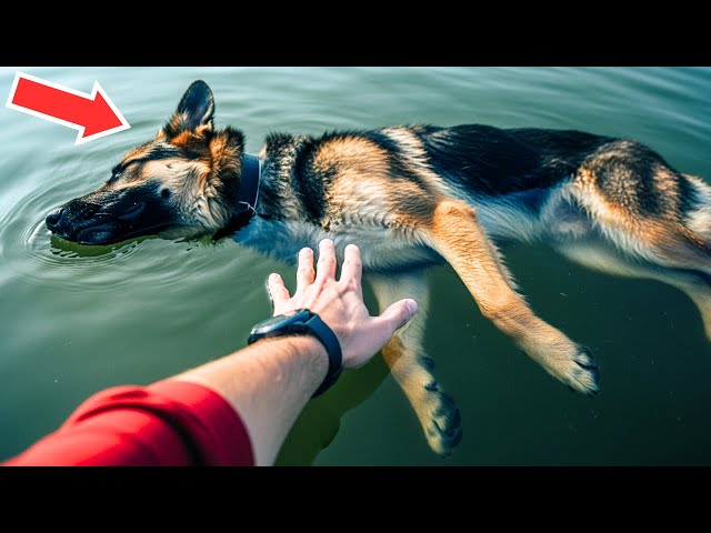 Man Saves A Drowning Dog, You Won't Believe What Happens Next - YouTube