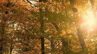 Magical sunlight in the autumn forest  Great instrumental mu