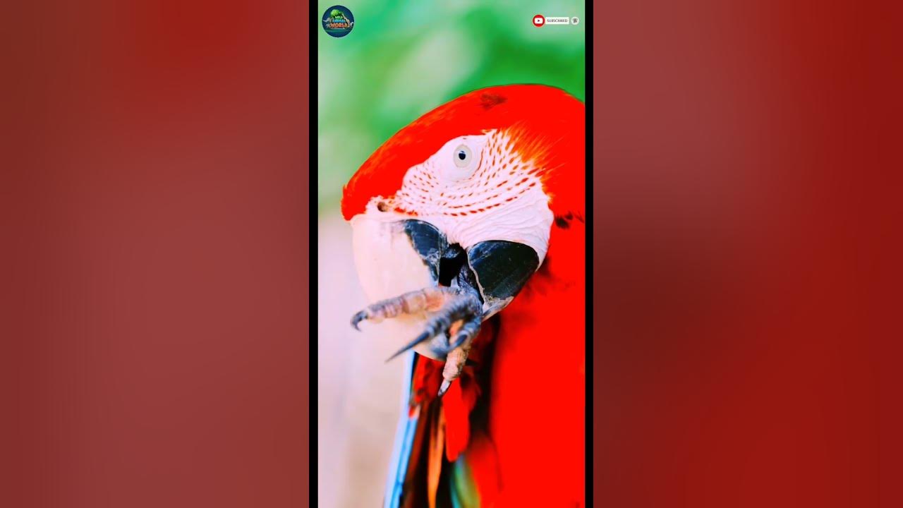 Scarlet Macaw Parrot 🦜 / South American Birds / Funny Animal World