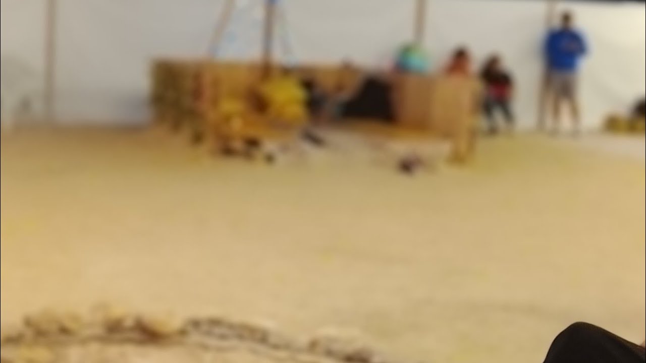 Gual Awetash tub (ጓል አወጣሽ) is live!