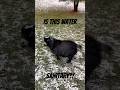 Maggie isn’t too happy about the snow ❄️ #goats #pygmygoats #funnyanimals #farm #pets #cuteanimals