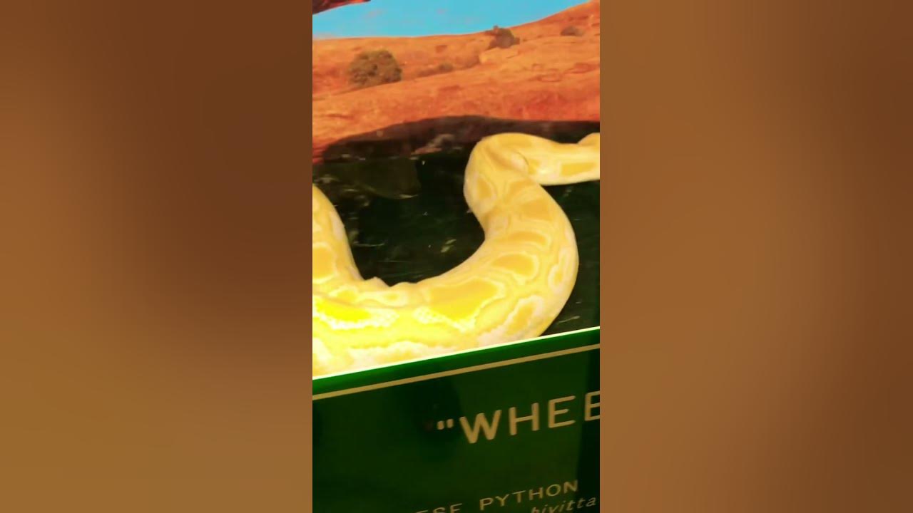 up-close-and-personal-with-a-20-foot-long-burmese-python-youtube