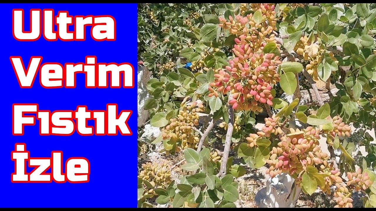 Gaziantep - Antep Fıstığında  Ultra Verim Nasıl El Edilir - Fıstık Ağacı Gübreleme - Fıstık Gübresi