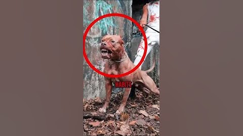 Thinking of Owning a Pitbull? WATCH THIS First ⚠️#pitbull #dogtips #shorts