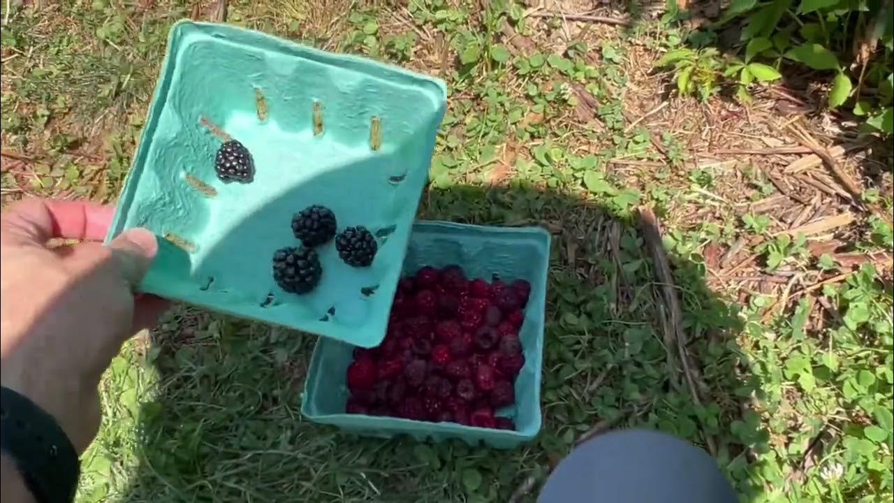 Berry Picking Members Only Video. YouTube