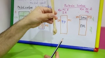 FIBULA - GENERAL FEATURES, ATTACHMENTS AND OSSIFICATION BY DR MITESH DAVE